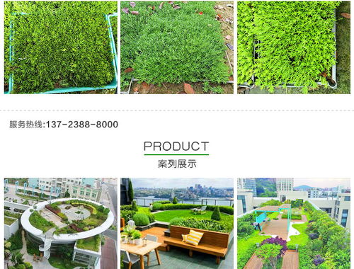 黃金佛甲草的市場價格、種植與應(yīng)用——以創(chuàng)晟環(huán)保為例