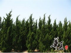 天長(zhǎng)市榮沁苗木種植專業(yè)合作社 龍柏H300-450 & P200-300規(guī)格苗木大量供應(yīng)，誠邀合作